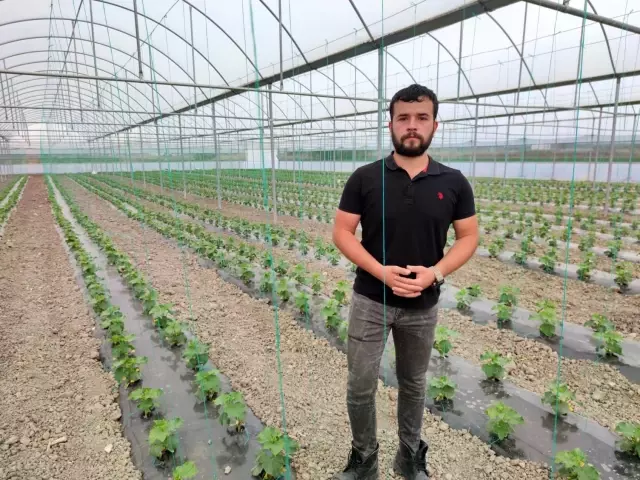 Amasyalı genç çiftçinin seracılık merakı, hayatının dönüm noktası oldu Amasyalı genç çiftçinin seracılık merakı, hayatının dönüm noktası oldu