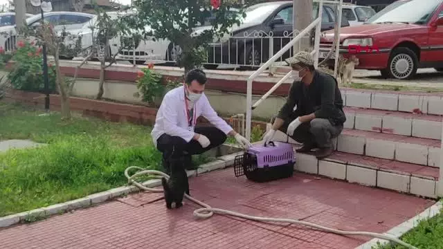 ANTALYA HASTA KEDİ TEDAVİYE ALINDI ANTALYA HASTA KEDİ TEDAVİYE ALINDI