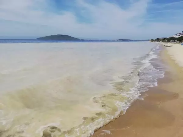 BALIKESİR AVŞA ADASI KIYILARINI DENİZ SALYASI KAPLADI BALIKESİR AVŞA ADASI KIYILARINI DENİZ SALYASI KAPLADI