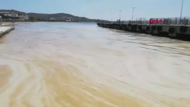 BALIKESİR AVŞA ADASI KIYILARINI DENİZ SALYASI KAPLADI BALIKESİR AVŞA ADASI KIYILARINI DENİZ SALYASI KAPLADI