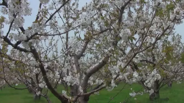 BALIKESİR - Bandırma Çakıl Mahallesi'nde bu yıl 150 ton kiraz rekoltesi bekleniyor BALIKESİR - Bandırma Çakıl Mahallesi'nde bu yıl 150 ton kiraz rekoltesi bekleniyor