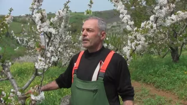 BALIKESİR - Bandırma Çakıl Mahallesi'nde bu yıl 150 ton kiraz rekoltesi bekleniyor BALIKESİR - Bandırma Çakıl Mahallesi'nde bu yıl 150 ton kiraz rekoltesi bekleniyor