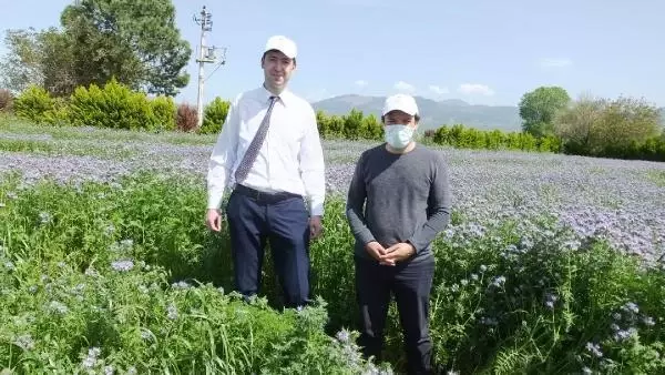 Balıkesir'de arıların bal üretebileceği bitkiler yetiştiriliyor Balıkesir'de arıların bal üretebileceği bitkiler yetiştiriliyor