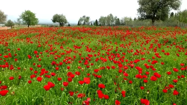 Balıkesir'de şerbet için gelincik hasadı yaptılar Balıkesir'de şerbet için gelincik hasadı yaptılar