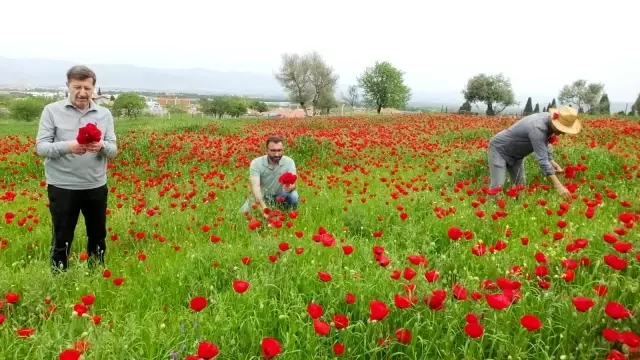 Balıkesir'de şerbet için gelincik hasadı yaptılar Balıkesir'de şerbet için gelincik hasadı yaptılar