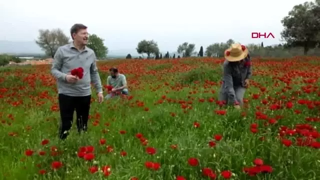 BALIKESİR GÜZELLİĞİ İLE ETKİLEYEN GELİNCİKLERDEN ŞERBET YAPACAKLAR BALIKESİR GÜZELLİĞİ İLE ETKİLEYEN GELİNCİKLERDEN ŞERBET YAPACAKLAR