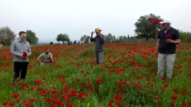 BALIKESİR GÜZELLİĞİ İLE ETKİLEYEN GELİNCİKLERDEN ŞERBET YAPACAKLAR BALIKESİR GÜZELLİĞİ İLE ETKİLEYEN GELİNCİKLERDEN ŞERBET YAPACAKLAR