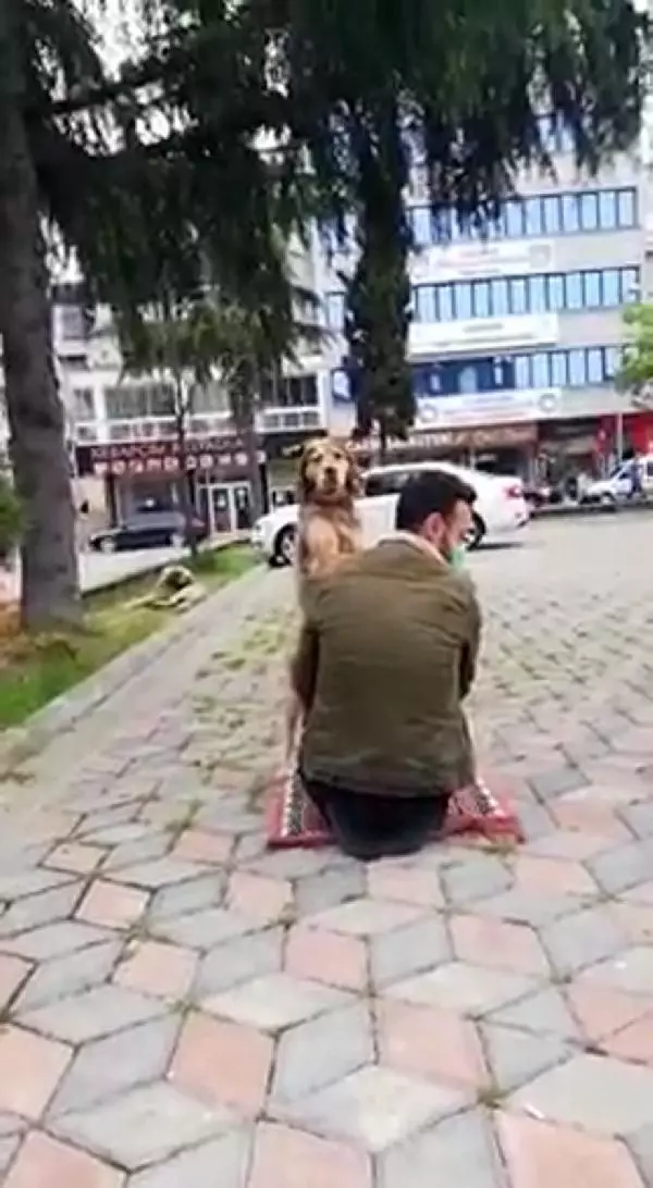 TRABZON BESLEDİĞİ SOKAK KÖPEĞİ NAMAZDA YANINDAN AYRILMADI TRABZON BESLEDİĞİ SOKAK KÖPEĞİ NAMAZDA YANINDAN AYRILMADI
