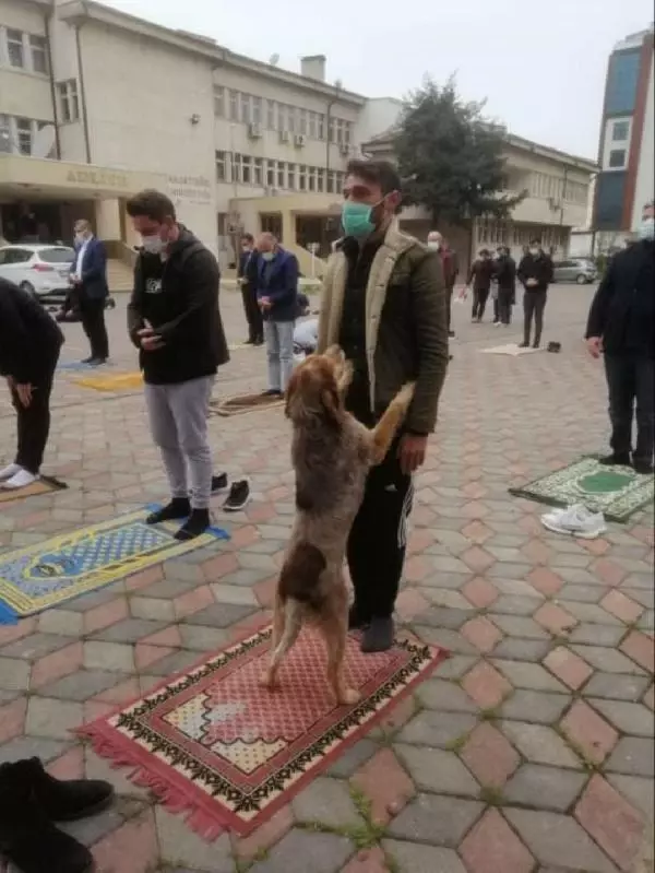 TRABZON BESLEDİĞİ SOKAK KÖPEĞİ NAMAZDA YANINDAN AYRILMADI TRABZON BESLEDİĞİ SOKAK KÖPEĞİ NAMAZDA YANINDAN AYRILMADI