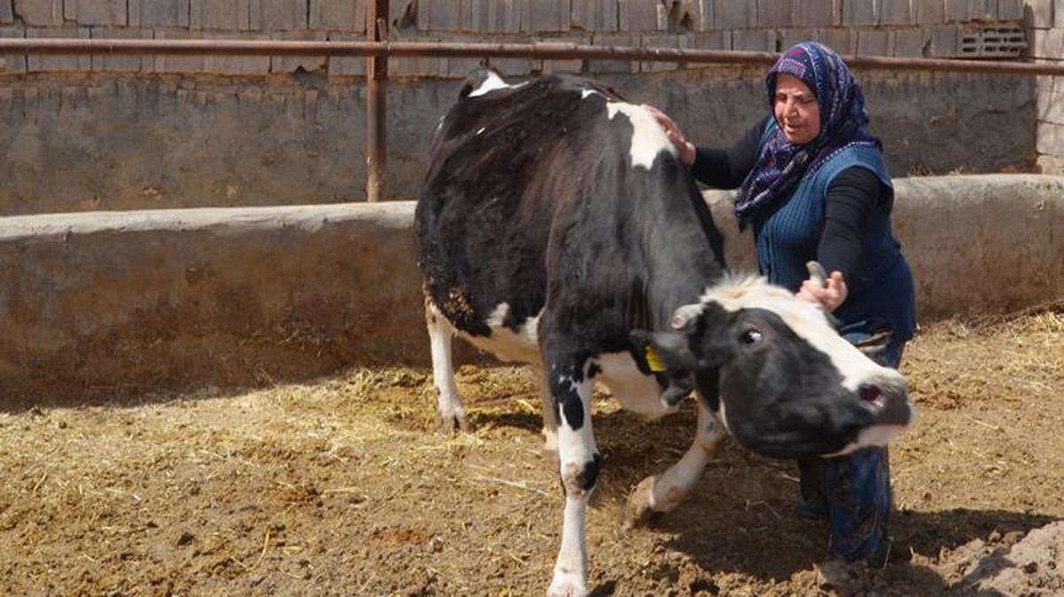 Bir inek satın aldı, şimdi çiftlik sahibi! 2 çocuk annesi kadın girişimcilik hikayesiyle örnek oluyor