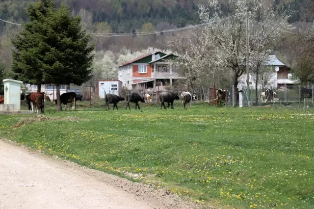 Bolu'da, tam kapanma yaylalara göçü azalttı Bolu'da, tam kapanma yaylalara göçü azalttı