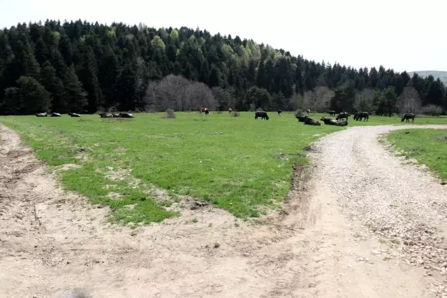 Bolu'da, tam kapanma yaylalara göçü azalttı Bolu'da, tam kapanma yaylalara göçü azalttı
