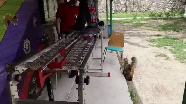 Büfenin çatısında sıkışan 3 yavru kedi cep telefonundan açılan kedi sesiyle kurtarıldı Büfenin çatısında sıkışan 3 yavru kedi cep telefonundan açılan kedi sesiyle kurtarıldı