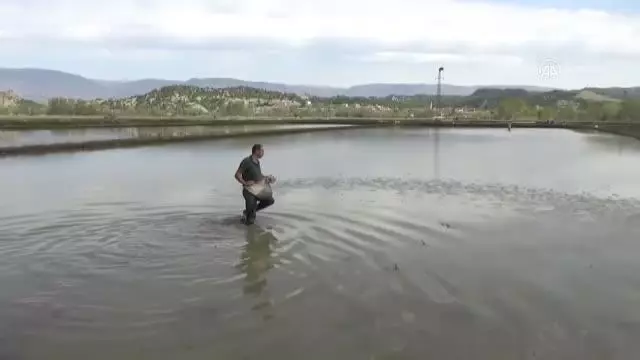 Çeltik ekimine başlandı Çeltik ekimine başlandı