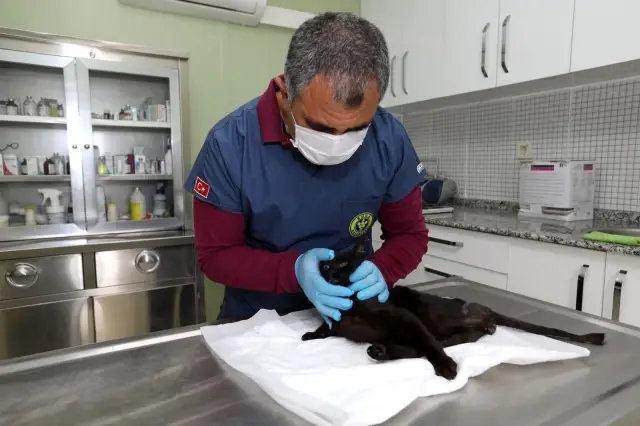Deprem mağduru Beyaz, Engelli Kedi Evinde yaşama tutundu Deprem mağduru Beyaz, Engelli Kedi Evinde yaşama tutundu