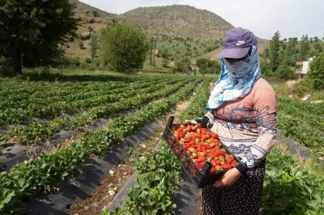 Devlet destek sağladı, çilek tarlaları kadınlara iş kapısı oldu Devlet destek sağladı, çilek tarlaları kadınlara iş kapısı oldu