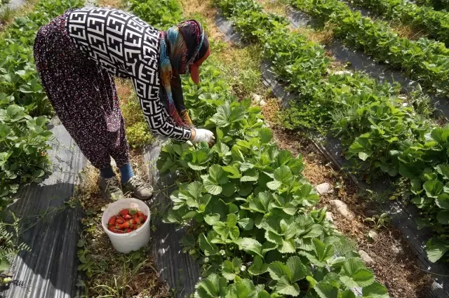 Devlet destek sağladı, çilek tarlaları kadınlara iş kapısı oldu Devlet destek sağladı, çilek tarlaları kadınlara iş kapısı oldu