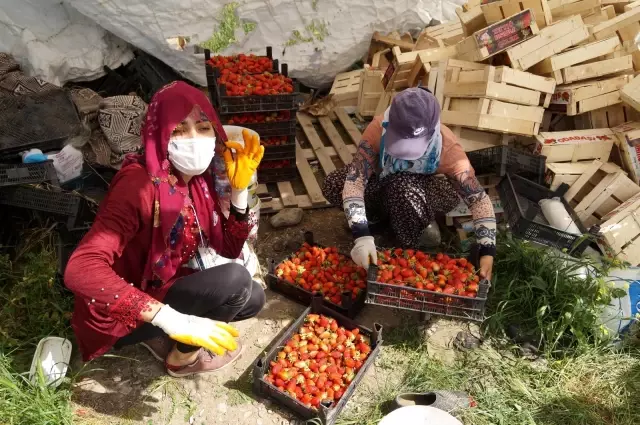 Devlet destek sağladı, çilek tarlaları kadınlara iş kapısı oldu Devlet destek sağladı, çilek tarlaları kadınlara iş kapısı oldu