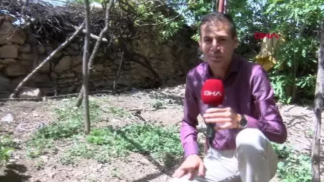 DİYARBAKIR KULUÇKAYA TAVUK YERİNE OTURAN HOROZ, CİVCİVLERE ANNELİK YAPIYOR DİYARBAKIR KULUÇKAYA TAVUK YERİNE OTURAN HOROZ, CİVCİVLERE ANNELİK YAPIYOR