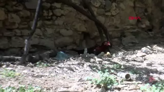 DİYARBAKIR KULUÇKAYA TAVUK YERİNE OTURAN HOROZ, CİVCİVLERE ANNELİK YAPIYOR DİYARBAKIR KULUÇKAYA TAVUK YERİNE OTURAN HOROZ, CİVCİVLERE ANNELİK YAPIYOR