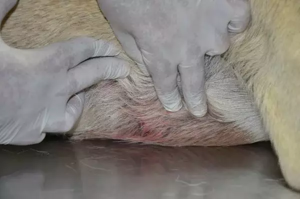 ANTALYA EVİN ÖNÜNDE BAĞLI KÖPEĞE SİLAHLI SALDIRININ 2 ŞÜPHELİSİ YAKALANDI ANTALYA EVİN ÖNÜNDE BAĞLI KÖPEĞE SİLAHLI SALDIRININ 2 ŞÜPHELİSİ YAKALANDI