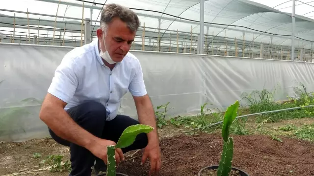 Fidancıda görüp denemek için dikti, şimdi serasını kurdu Fidancıda görüp denemek için dikti, şimdi serasını kurdu