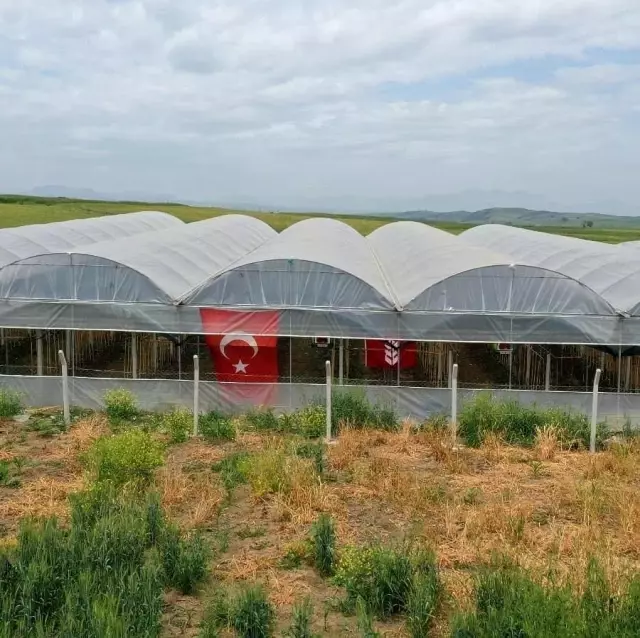 Fidancıda görüp denemek için dikti, şimdi serasını kurdu Fidancıda görüp denemek için dikti, şimdi serasını kurdu