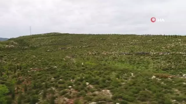 Fidanların dedesi...39 yıldır İzmir ormanlarını ağaçla buluşturuyor Fidanların dedesi...39 yıldır İzmir ormanlarını ağaçla buluşturuyor