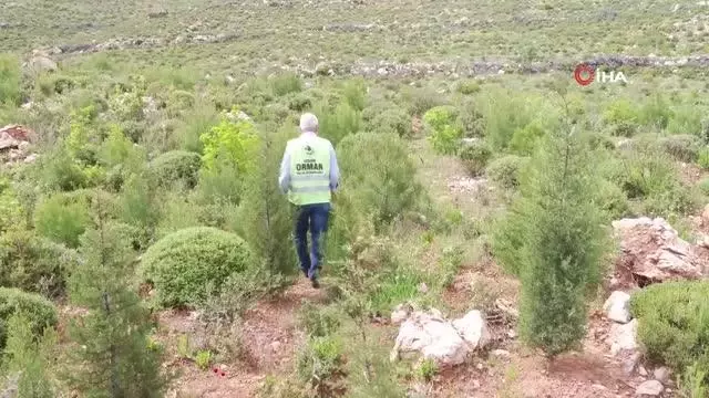 Fidanların dedesi...39 yıldır İzmir ormanlarını ağaçla buluşturuyor Fidanların dedesi...39 yıldır İzmir ormanlarını ağaçla buluşturuyor