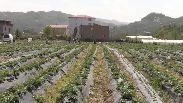 Fındık diyarı Ordu'da çilek hasadına başlandı Fındık diyarı Ordu'da çilek hasadına başlandı