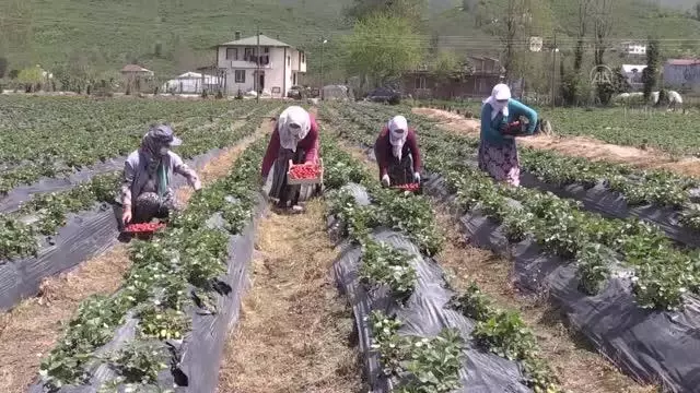 Fındık diyarı Ordu'da çilek hasadına başlandı Fındık diyarı Ordu'da çilek hasadına başlandı