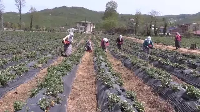 Fındık diyarı Ordu'da çilek hasadına başlandı Fındık diyarı Ordu'da çilek hasadına başlandı