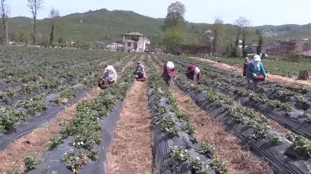 Fındık diyarı Ordu'da çilek hasadına başlandı Fındık diyarı Ordu'da çilek hasadına başlandı