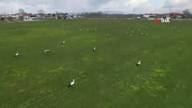 Göç yolundaki leylekler Sakarya'da mola verdiler Göç yolundaki leylekler Sakarya'da mola verdiler