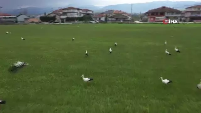 Göç yolundaki leylekler Sakarya'da mola verdiler Göç yolundaki leylekler Sakarya'da mola verdiler