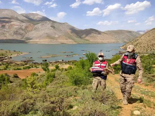 Gölete düşen dağ keçisi kurtarıldı Gölete düşen dağ keçisi kurtarıldı