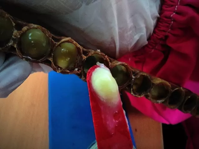 Gram gram sağdığı arı sütünün kilosunu 8 bin liradan satıyor