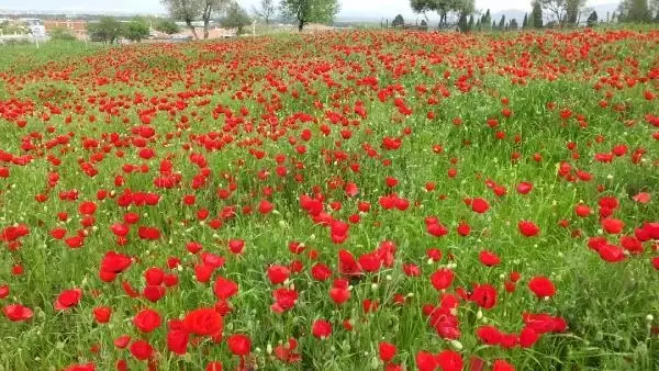 BALIKESİR GÜZELLİĞİ İLE ETKİLEYEN GELİNCİKLERDEN ŞERBET YAPACAKLAR BALIKESİR GÜZELLİĞİ İLE ETKİLEYEN GELİNCİKLERDEN ŞERBET YAPACAKLAR