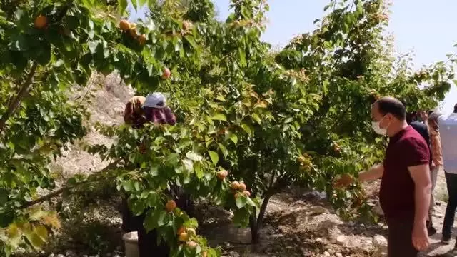 Hasadına başlanan Mut kayısısında 110 bin ton rekolte bekleniyor Hasadına başlanan Mut kayısısında 110 bin ton rekolte bekleniyor