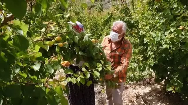 Hasadına başlanan Mut kayısısında 110 bin ton rekolte bekleniyor Hasadına başlanan Mut kayısısında 110 bin ton rekolte bekleniyor