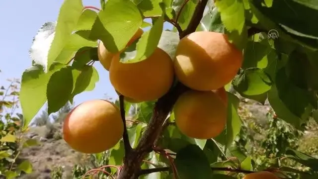 Hasadına başlanan Mut kayısısında 110 bin ton rekolte bekleniyor Hasadına başlanan Mut kayısısında 110 bin ton rekolte bekleniyor