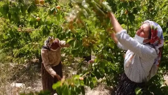 Hasadına başlanan Mut kayısısında 110 bin ton rekolte bekleniyor Hasadına başlanan Mut kayısısında 110 bin ton rekolte bekleniyor