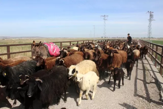 Iğdırlı besiciler Ağrı Dağı'nın yolunu tuttu Iğdırlı besiciler Ağrı Dağı'nın yolunu tuttu