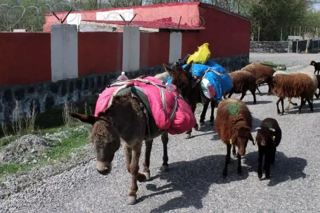 Iğdırlı besiciler Ağrı Dağı'nın yolunu tuttu Iğdırlı besiciler Ağrı Dağı'nın yolunu tuttu