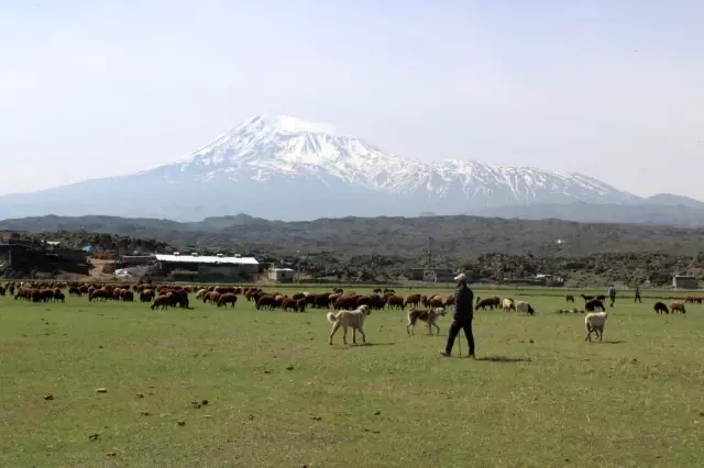 Iğdırlı besiciler Ağrı Dağı'nın yolunu tuttu Iğdırlı besiciler Ağrı Dağı'nın yolunu tuttu