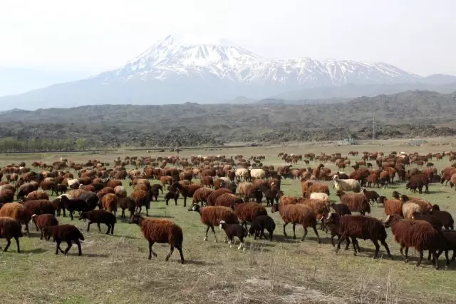 Iğdırlı besiciler Ağrı Dağı'nın yolunu tuttu Iğdırlı besiciler Ağrı Dağı'nın yolunu tuttu