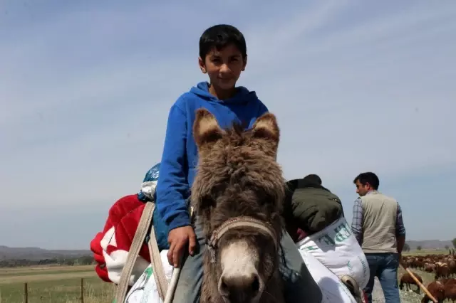 Iğdırlı besiciler Ağrı Dağı'nın yolunu tuttu Iğdırlı besiciler Ağrı Dağı'nın yolunu tuttu