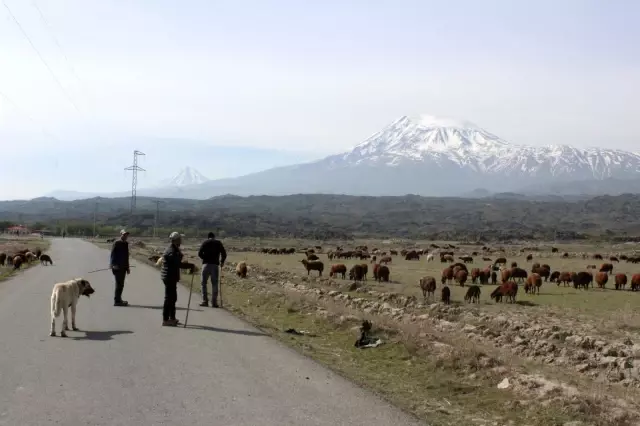 Iğdırlı besiciler Ağrı Dağı'nın yolunu tuttu Iğdırlı besiciler Ağrı Dağı'nın yolunu tuttu