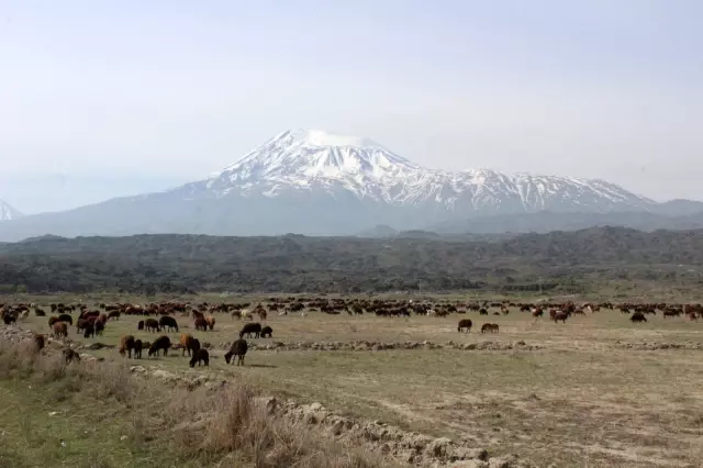 Iğdırlı besiciler Ağrı Dağı'nın yolunu tuttu Iğdırlı besiciler Ağrı Dağı'nın yolunu tuttu