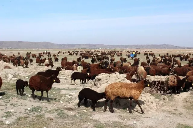 Iğdırlı besiciler Ağrı Dağı'nın yolunu tuttu Iğdırlı besiciler Ağrı Dağı'nın yolunu tuttu